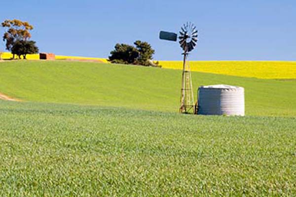 Olsd windmill and tank in a canola field